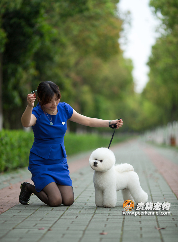 寵物美容培訓/武漢貴族鼎盛寵物有限公司 