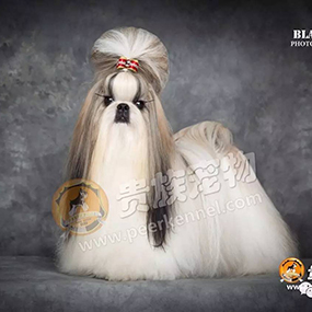 【貴族名犬堂】中國(guó)四大美人，“西施”在貴族~！！！